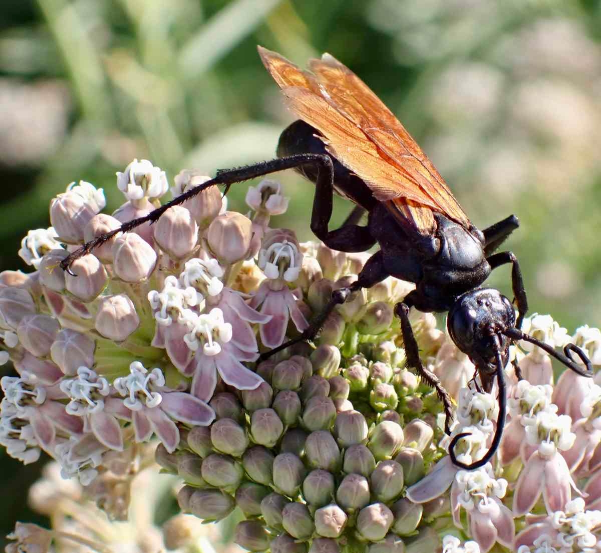 Asclepias fascicularis