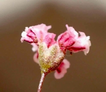 Eriogonum gracillimum