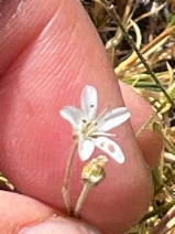 Arenaria aculeata