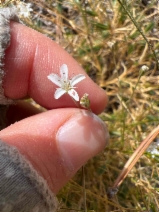 Arenaria aculeata