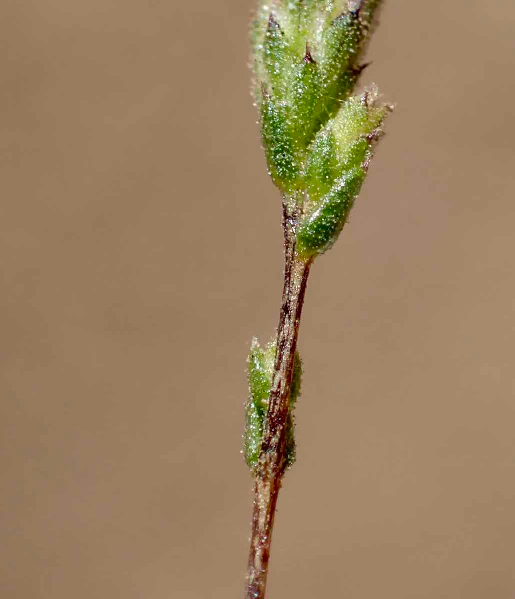 Lessingia nemaclada