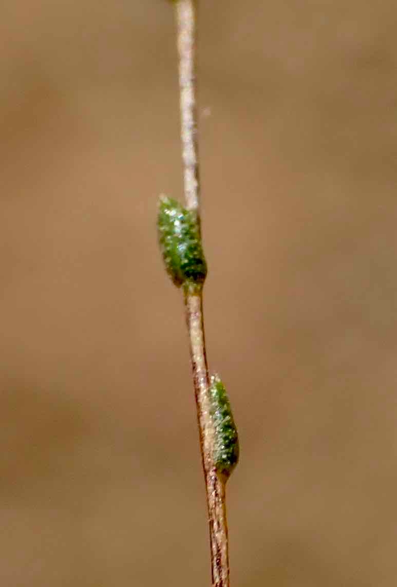 Lessingia nemaclada