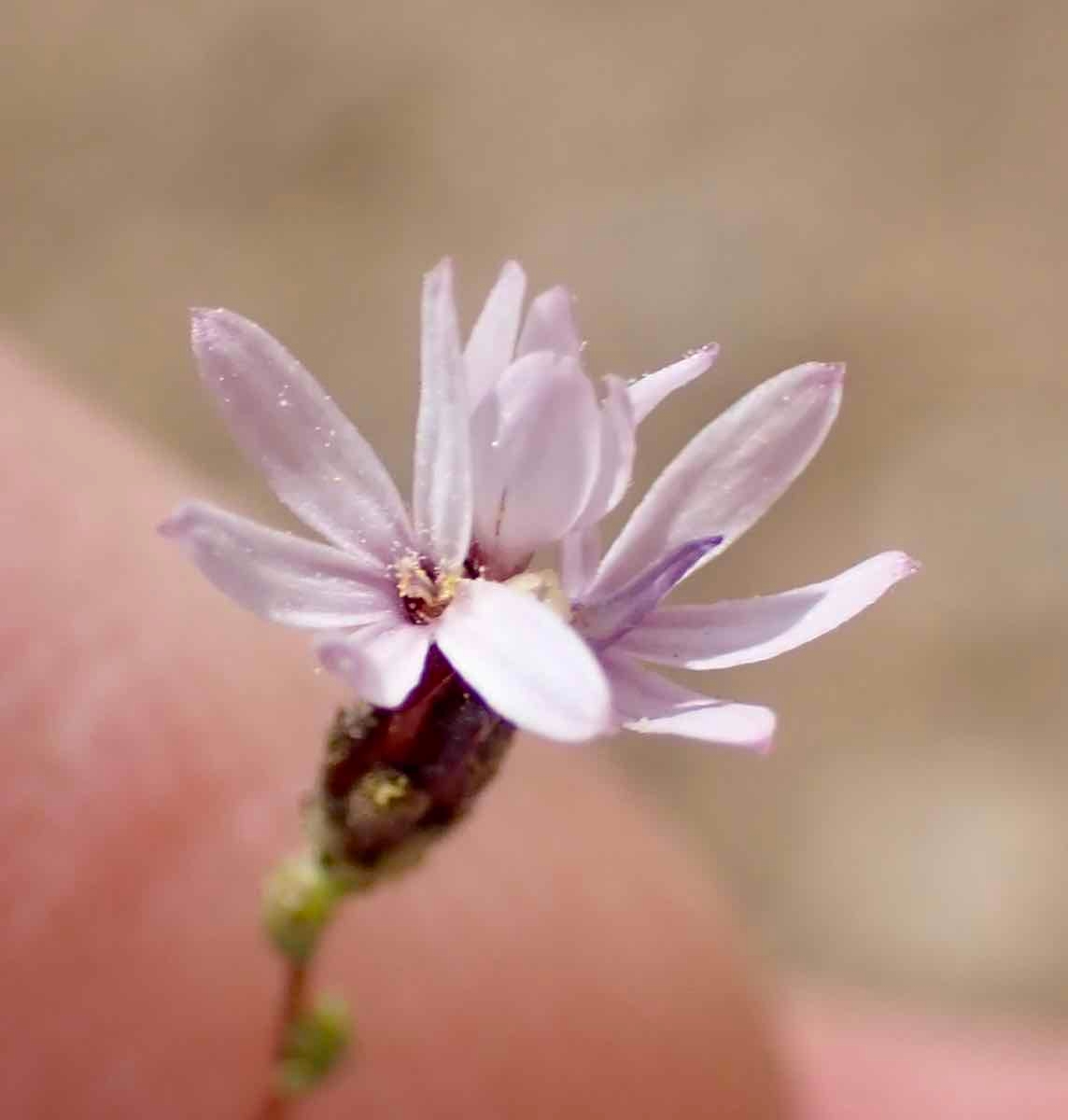 Lessingia nemaclada