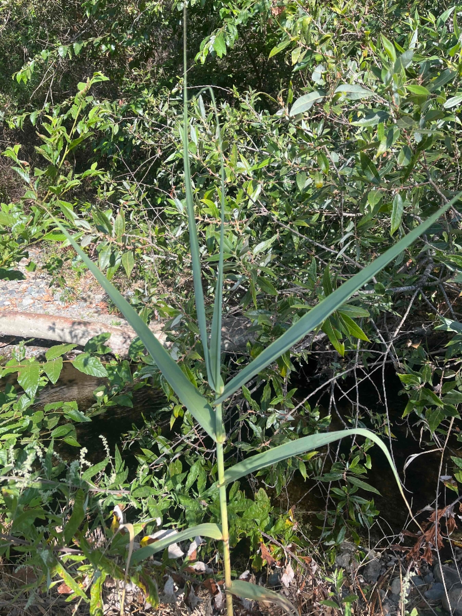 Arundo donax