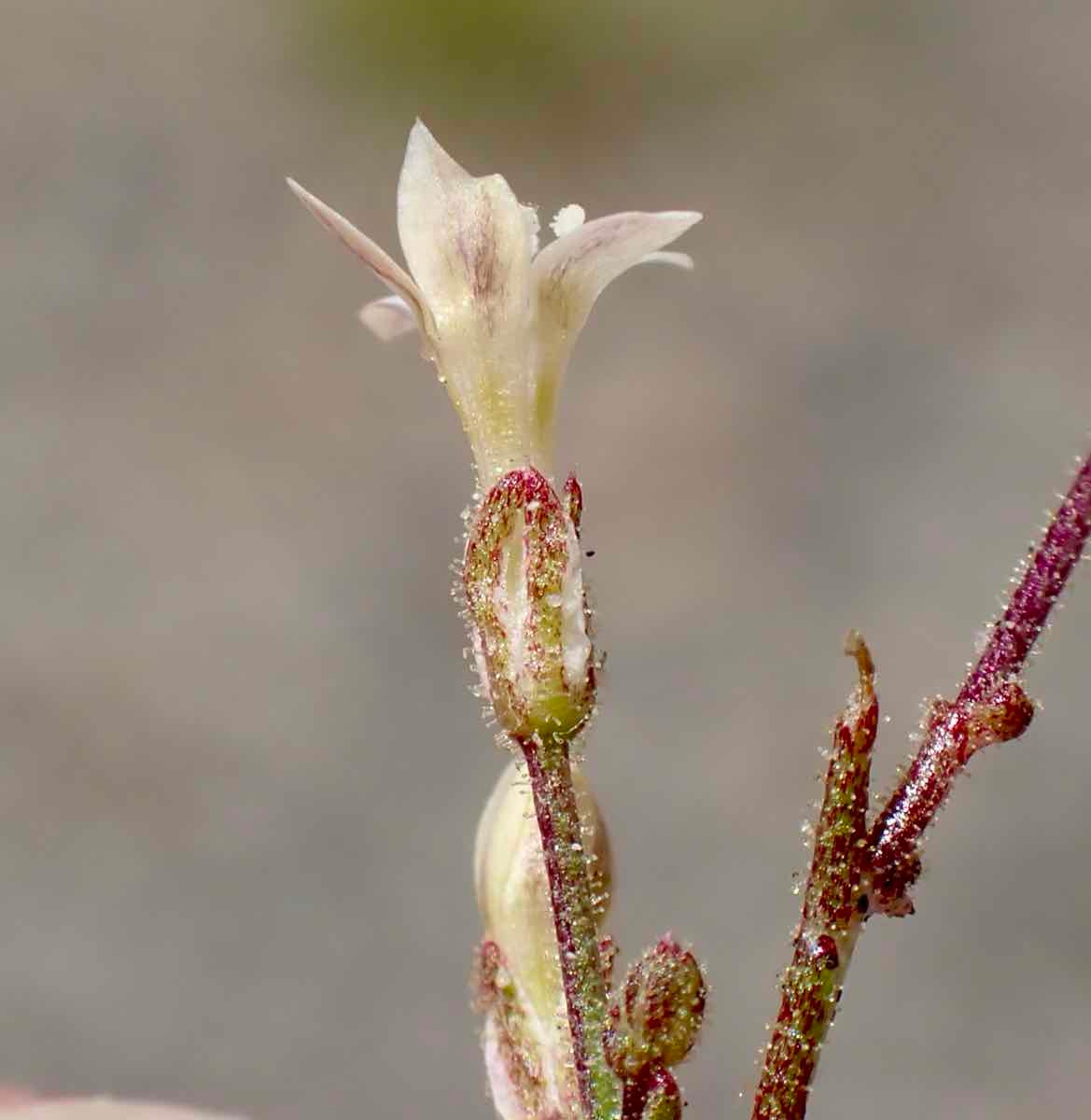 Aliciella monoensis