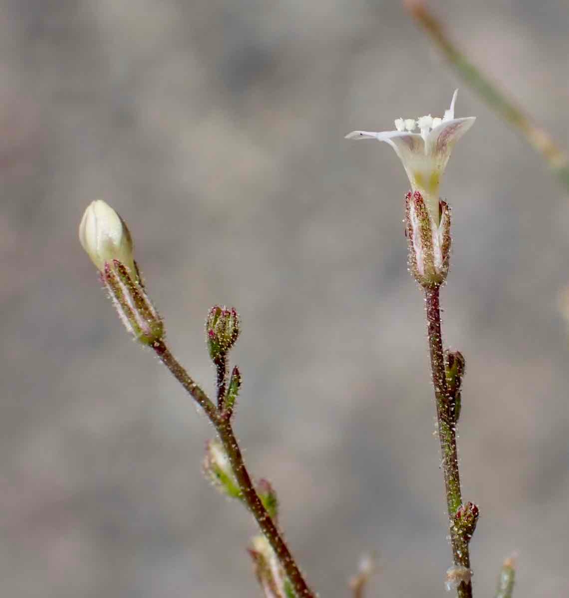 Aliciella monoensis