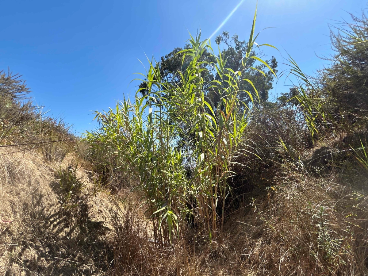 Arundo donax