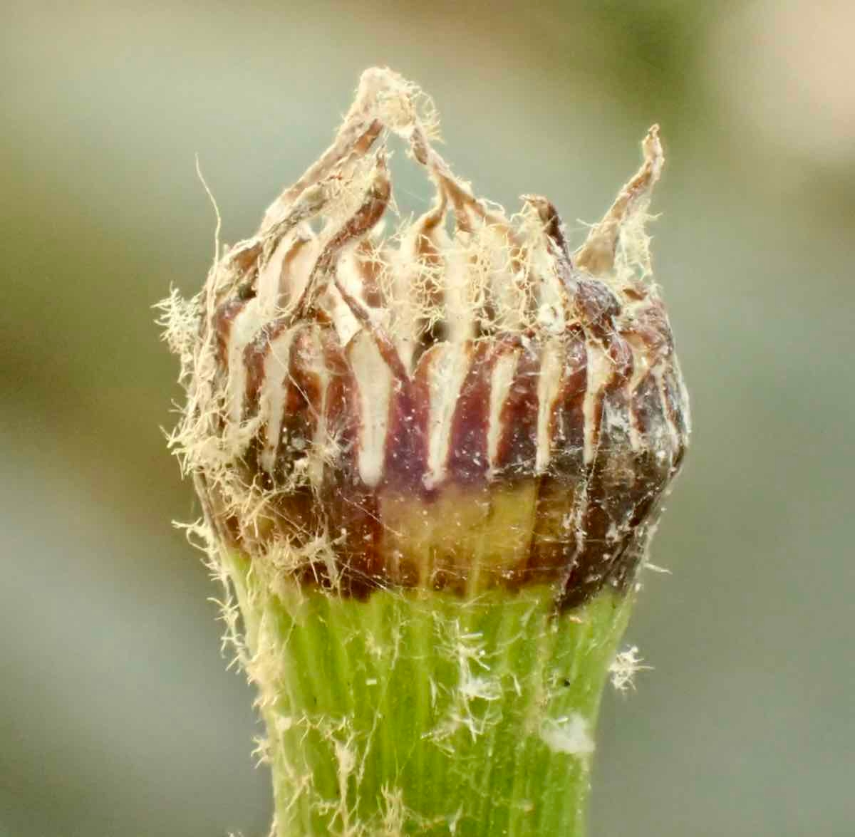 Equisetum Xferrissii