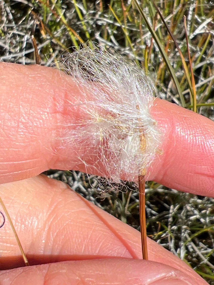 Eriophorum gracile