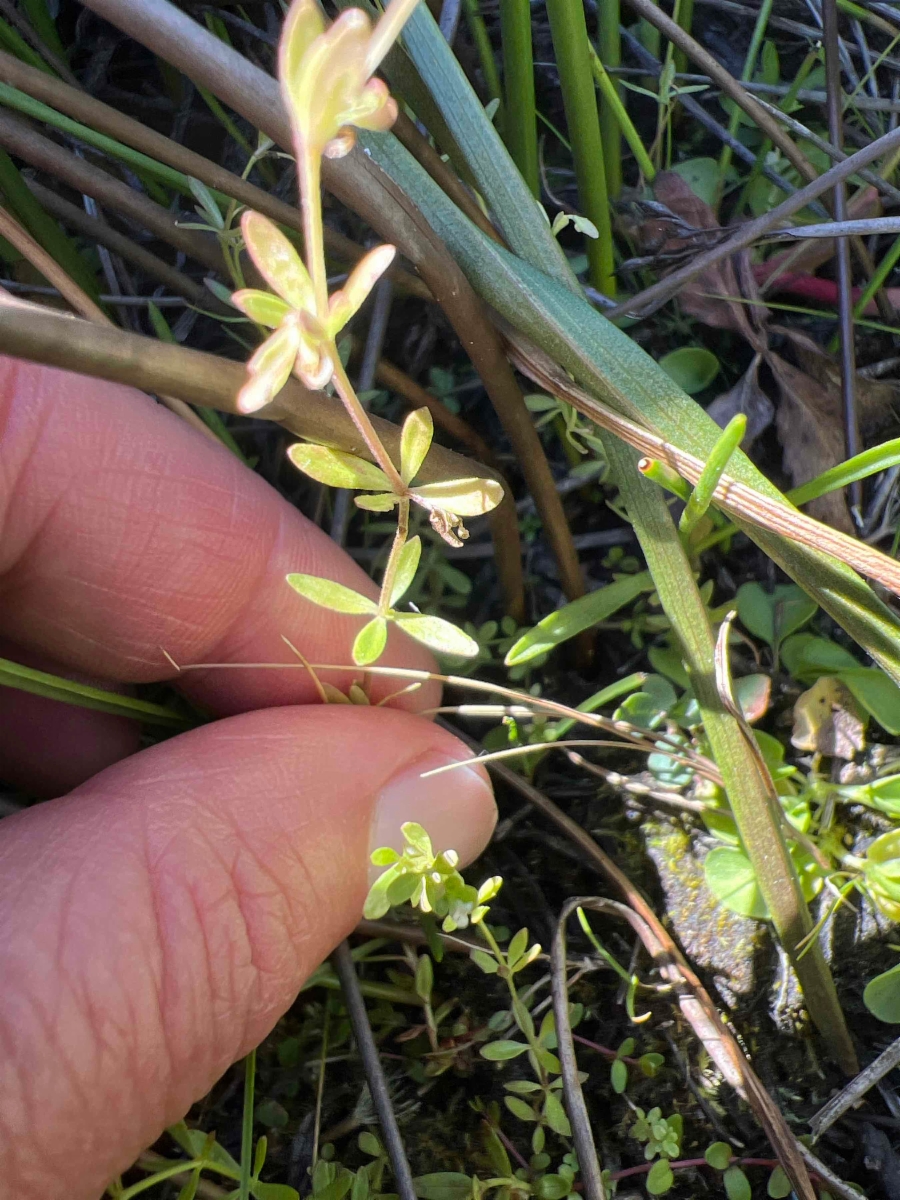 Galium bifolium