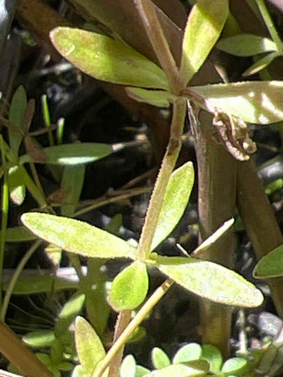 Galium bifolium