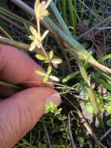 Galium bifolium