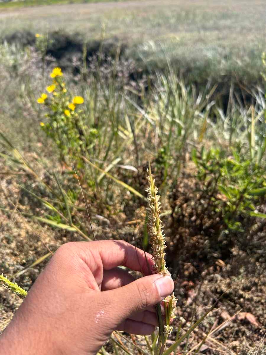 Spartina foliosa