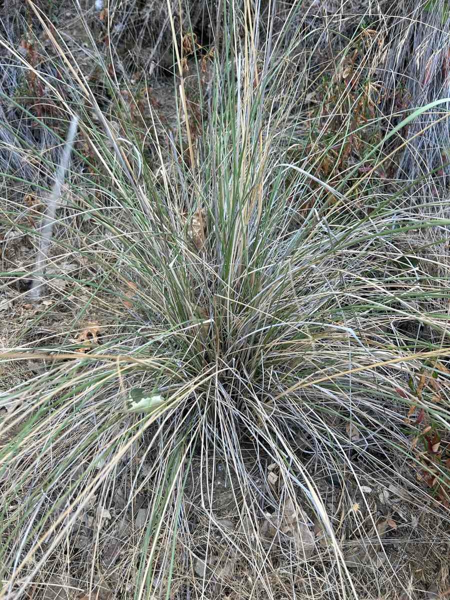 Festuca californica