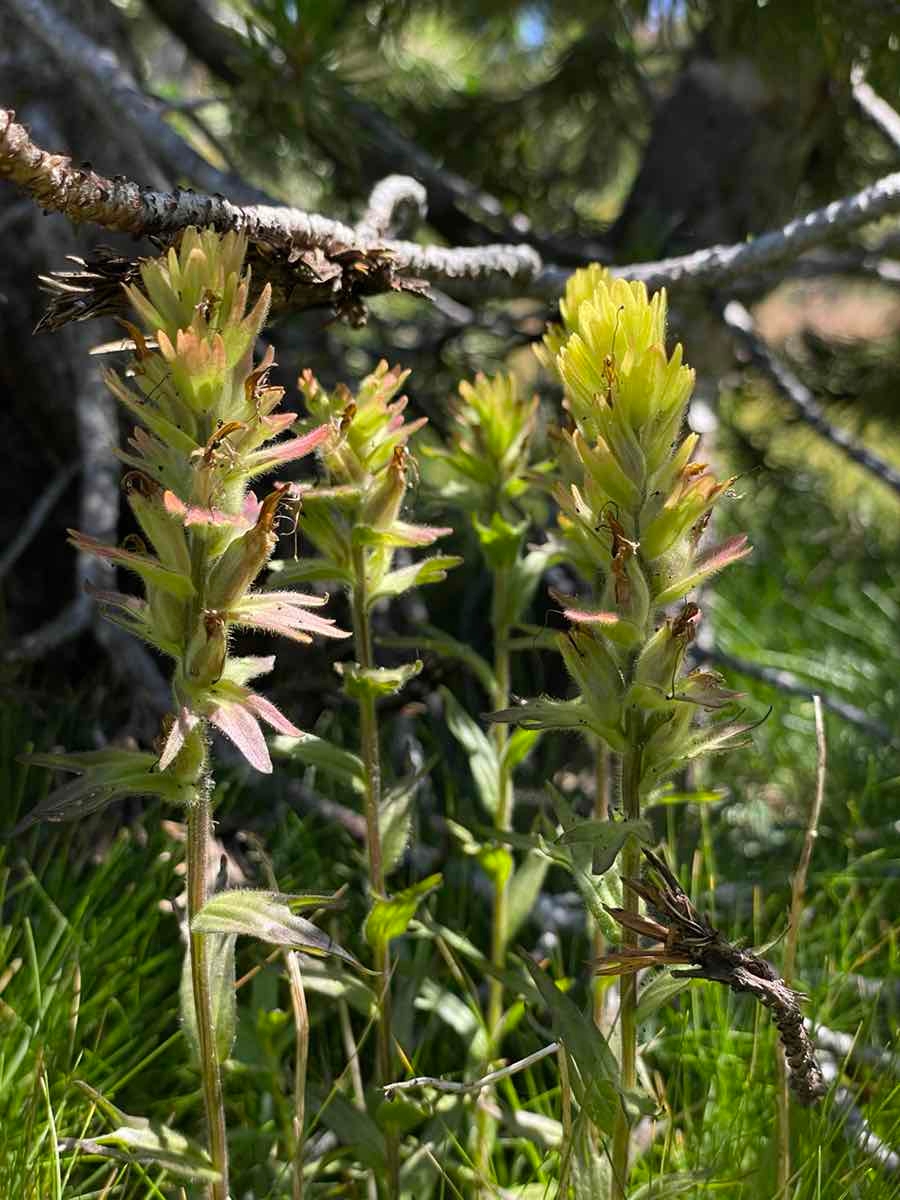 Castilleja peirsonii