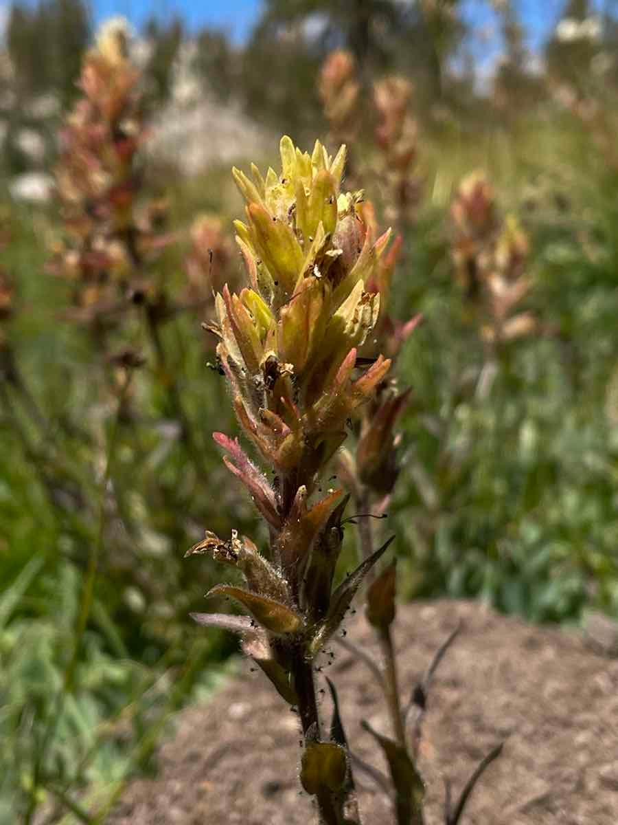 Castilleja peirsonii