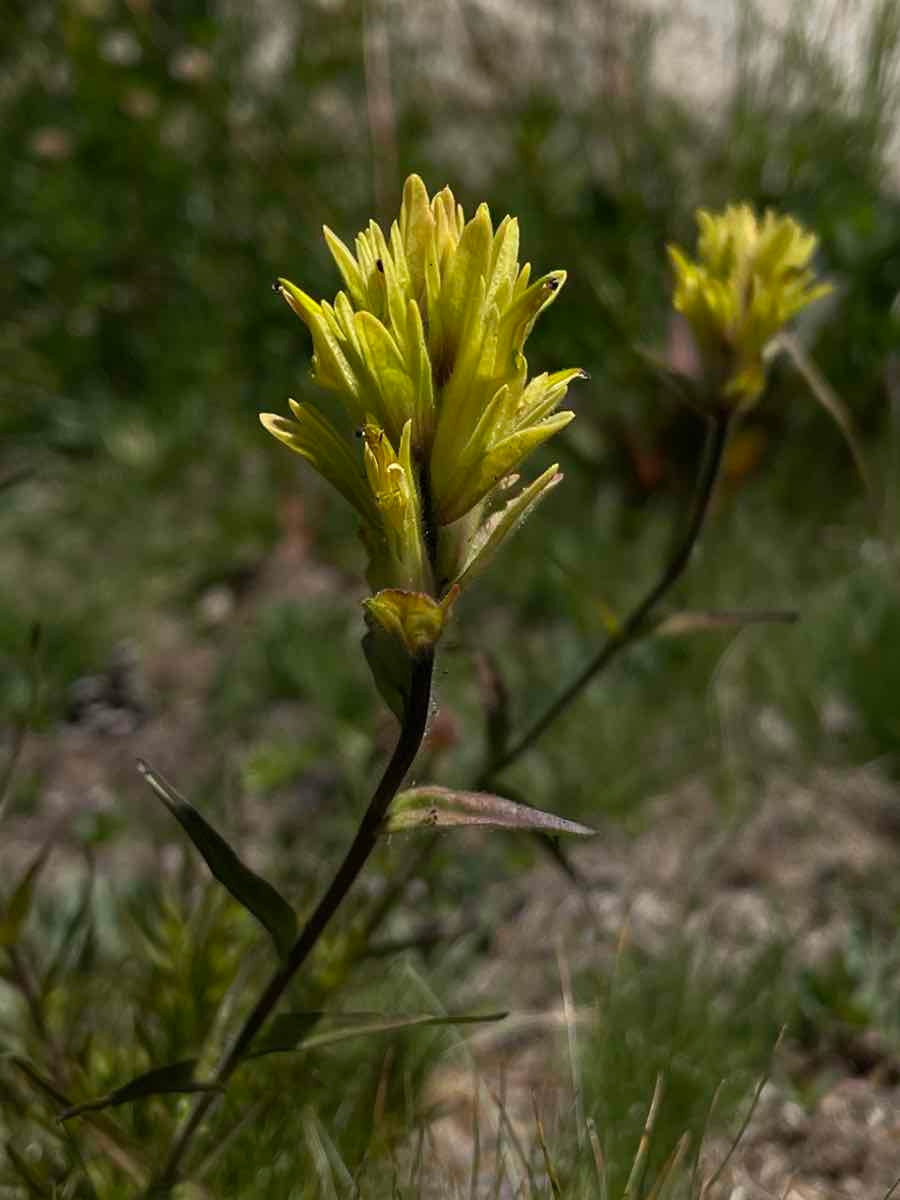 Castilleja peirsonii