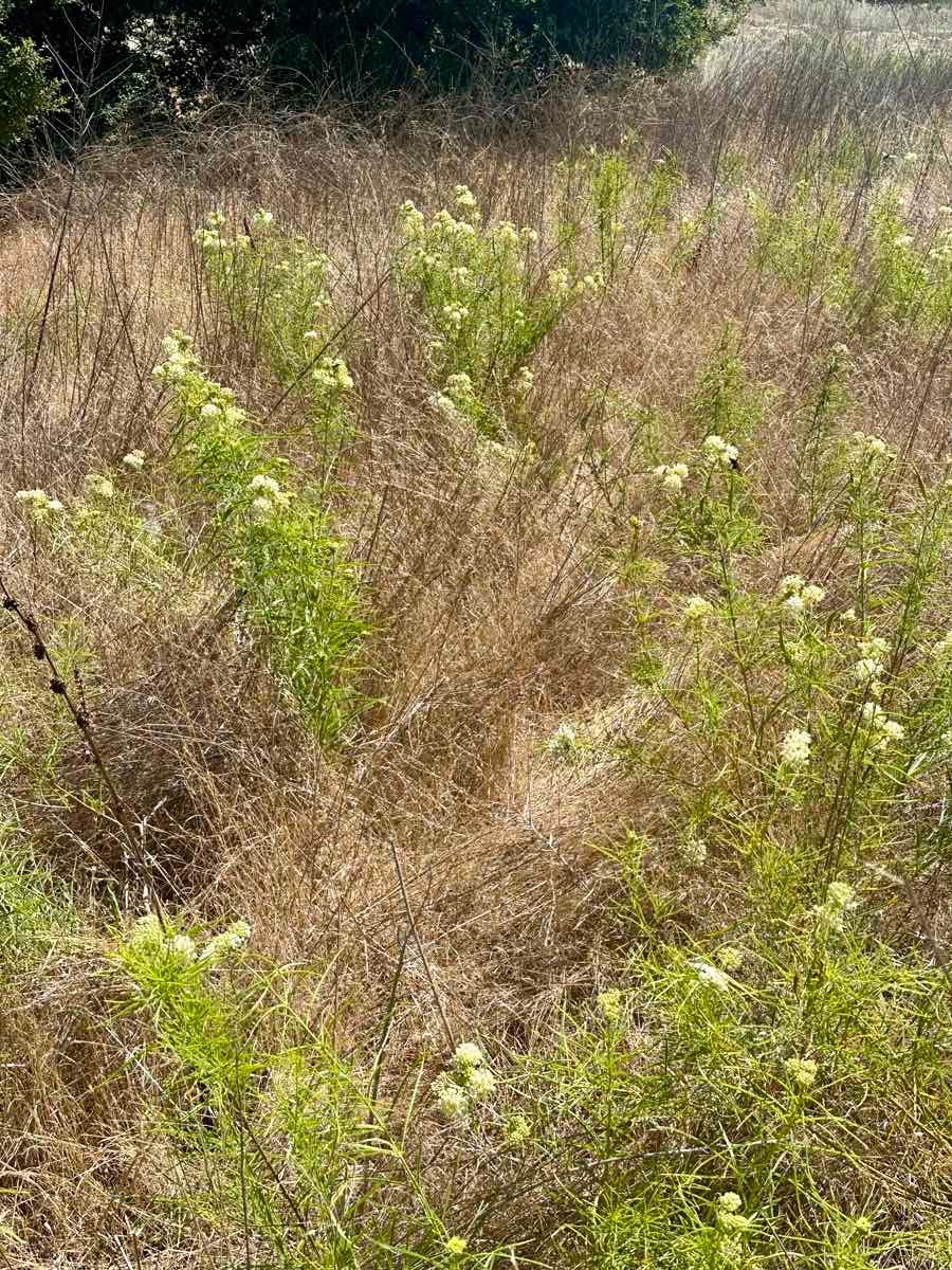 Asclepias fascicularis