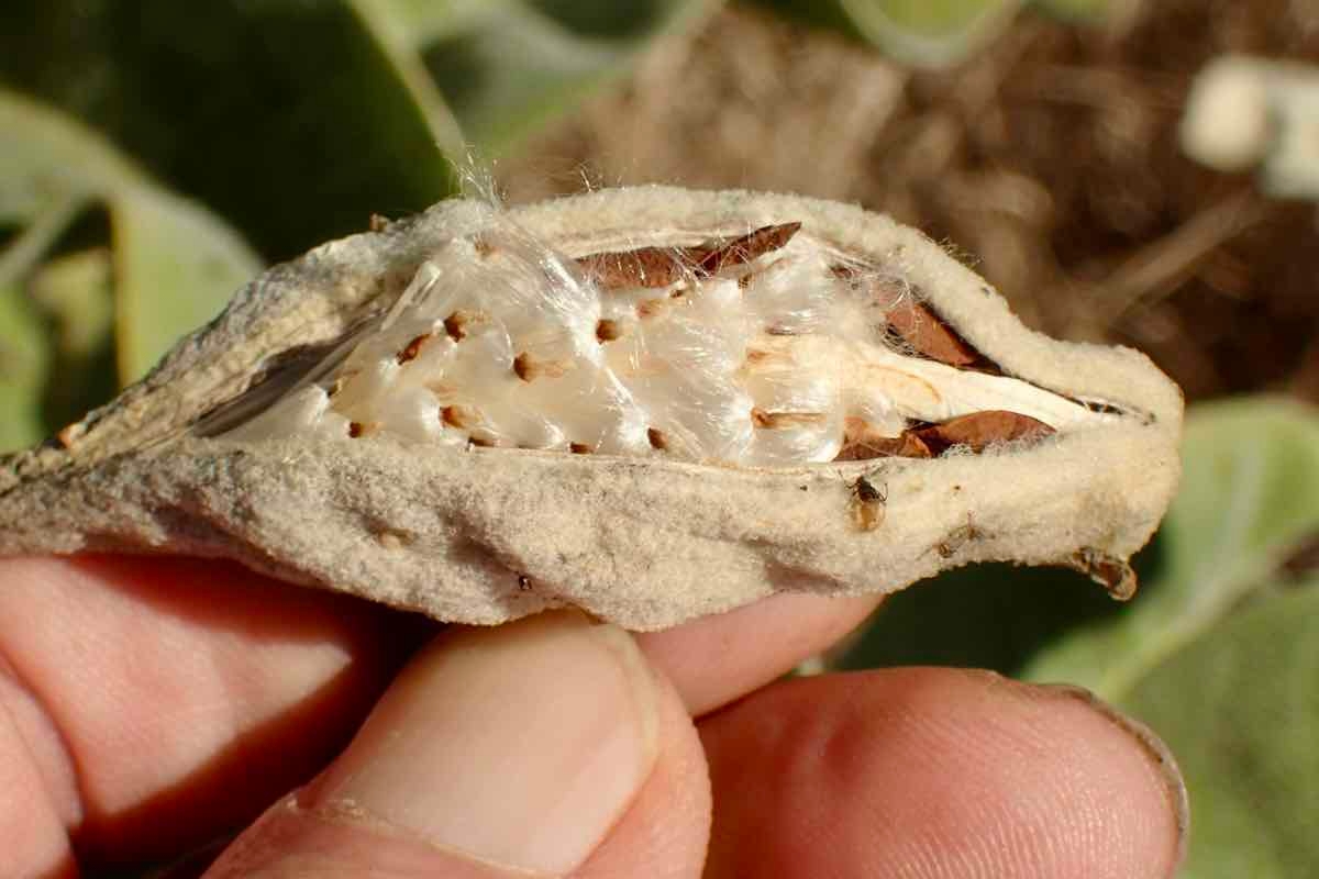 Asclepias eriocarpa