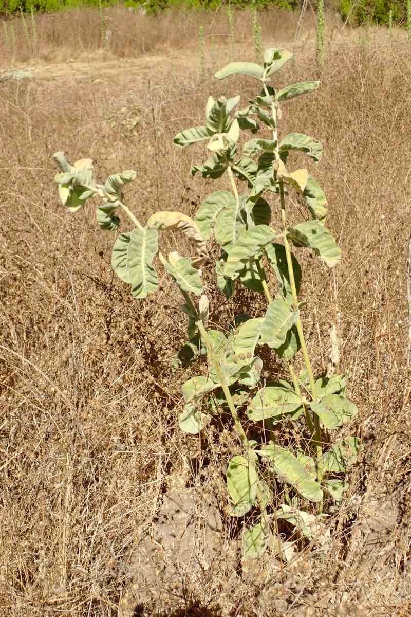 Asclepias eriocarpa