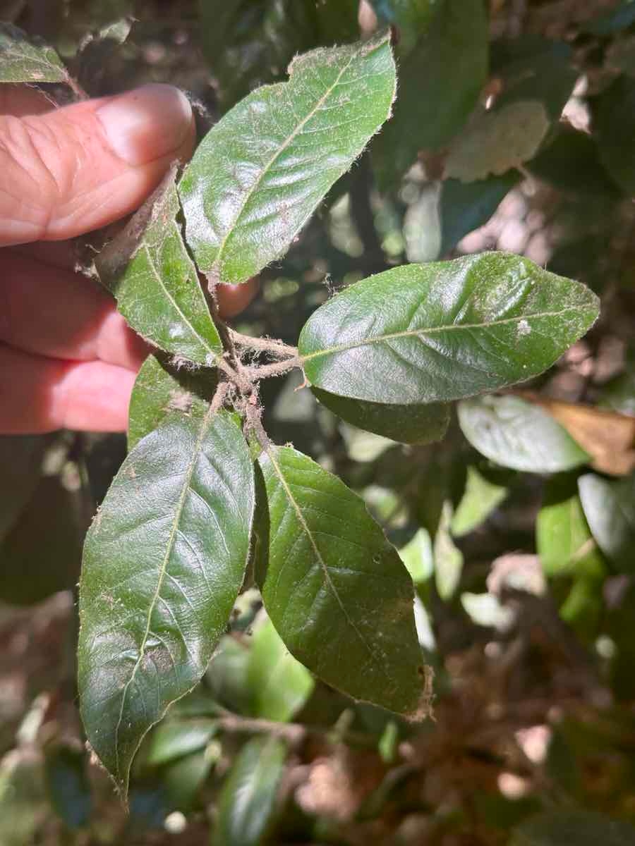 Quercus ilex