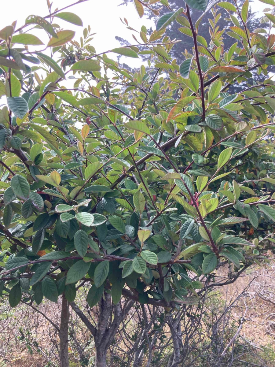 Cotoneaster lacteus