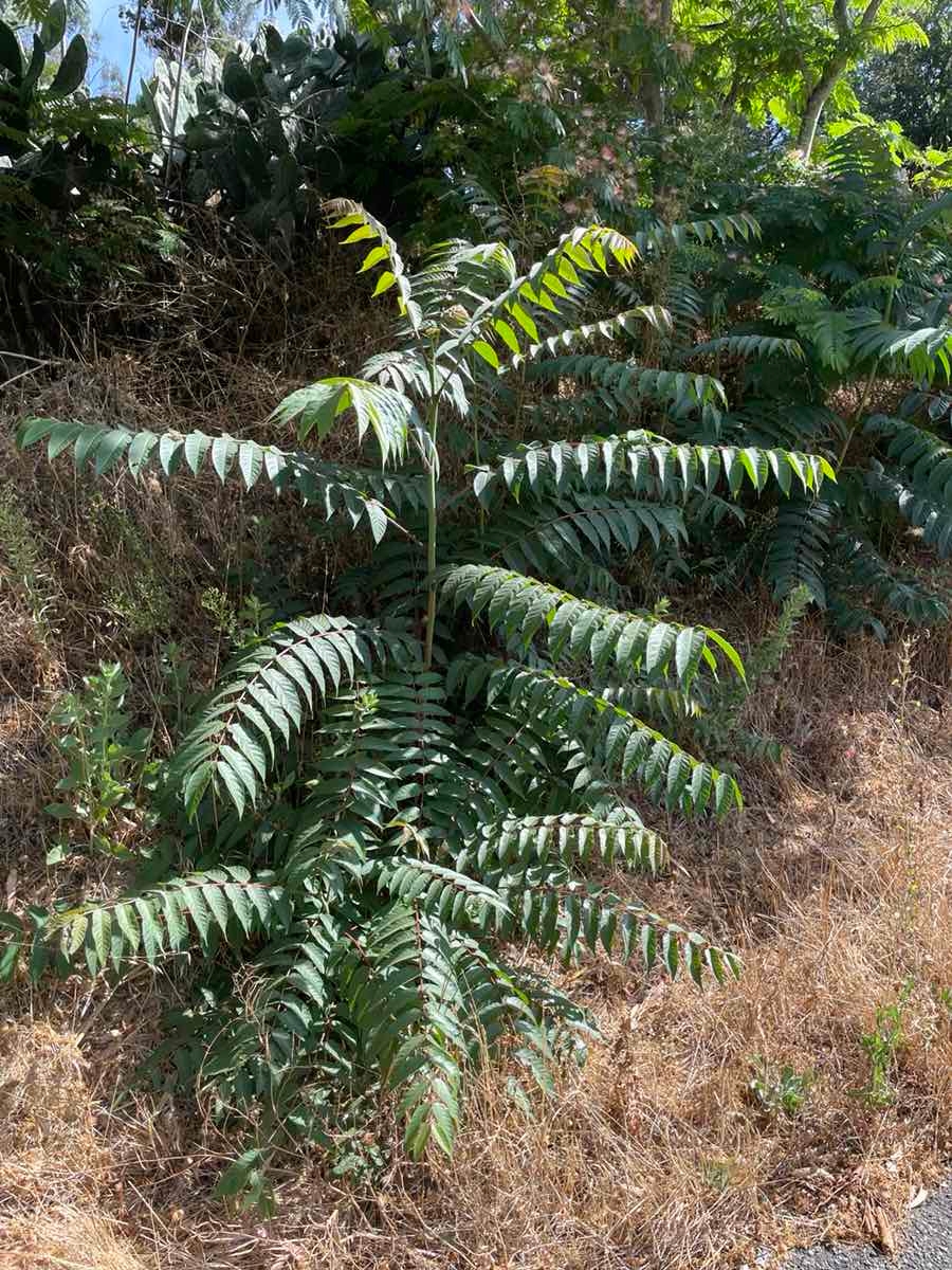 Ailanthus altissima