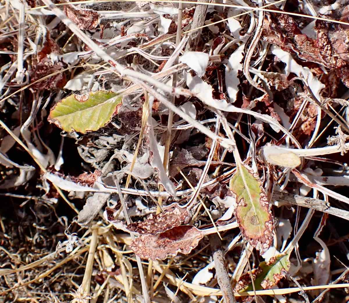 Eriogonum nudum var. regirivum