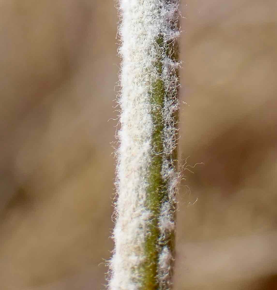 Eriogonum nudum var. regirivum