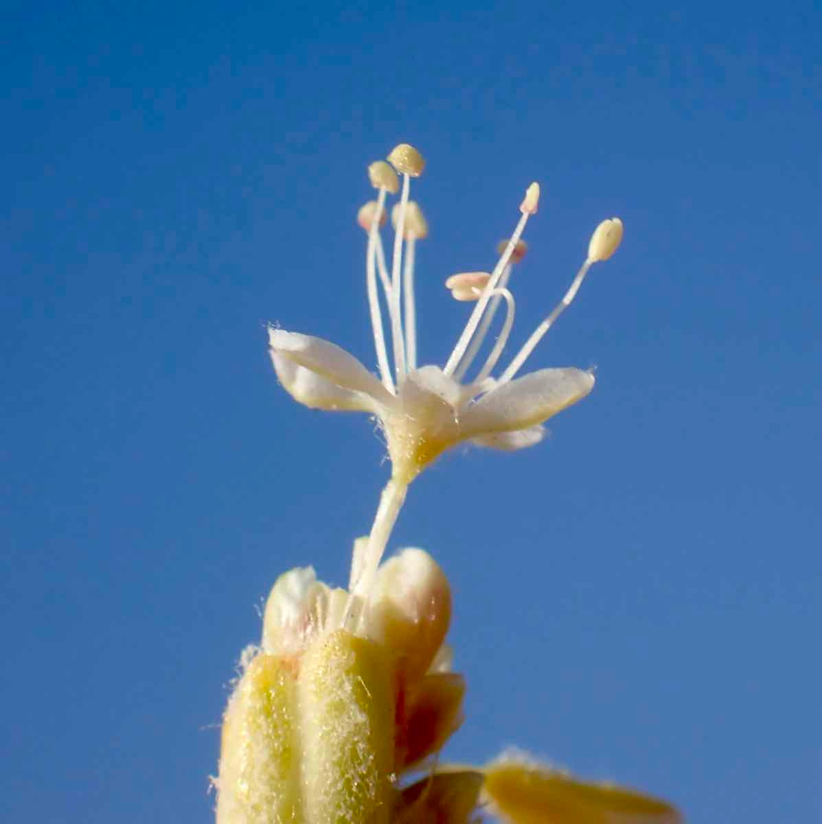 Eriogonum nudum var. regirivum