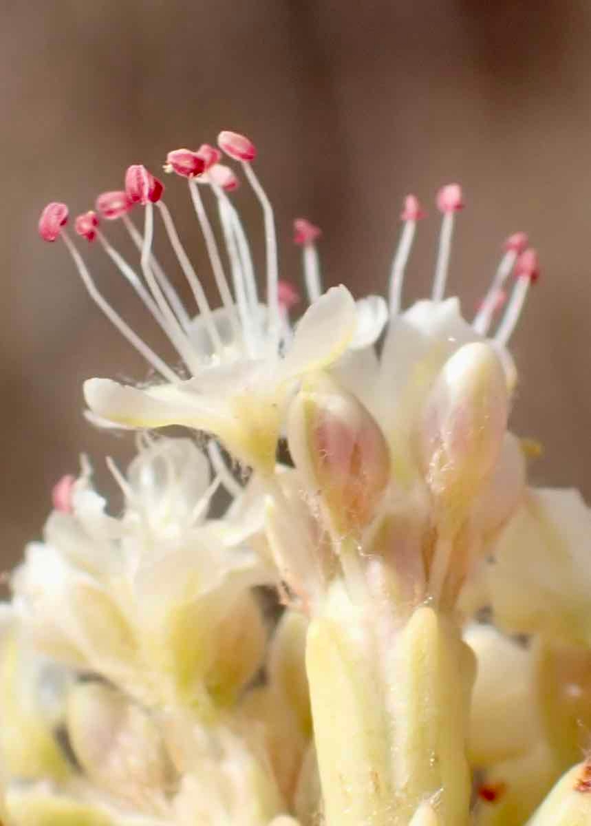 Eriogonum nudum var. regirivum