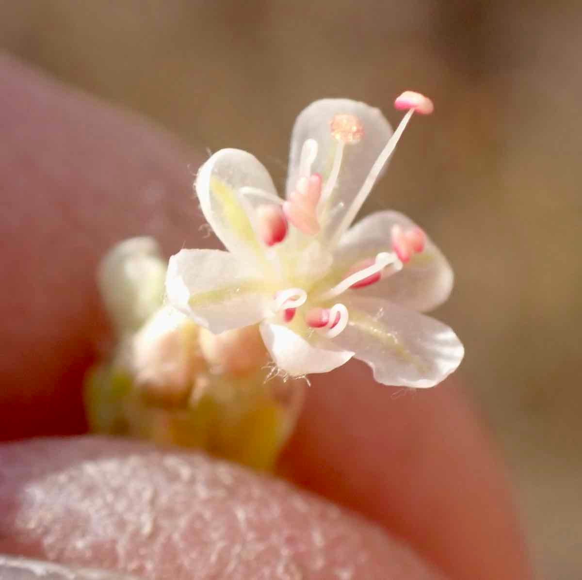 Eriogonum nudum var. regirivum