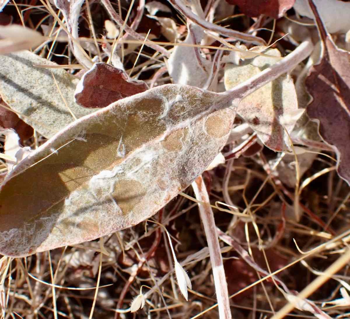 Eriogonum nudum var. regirivum