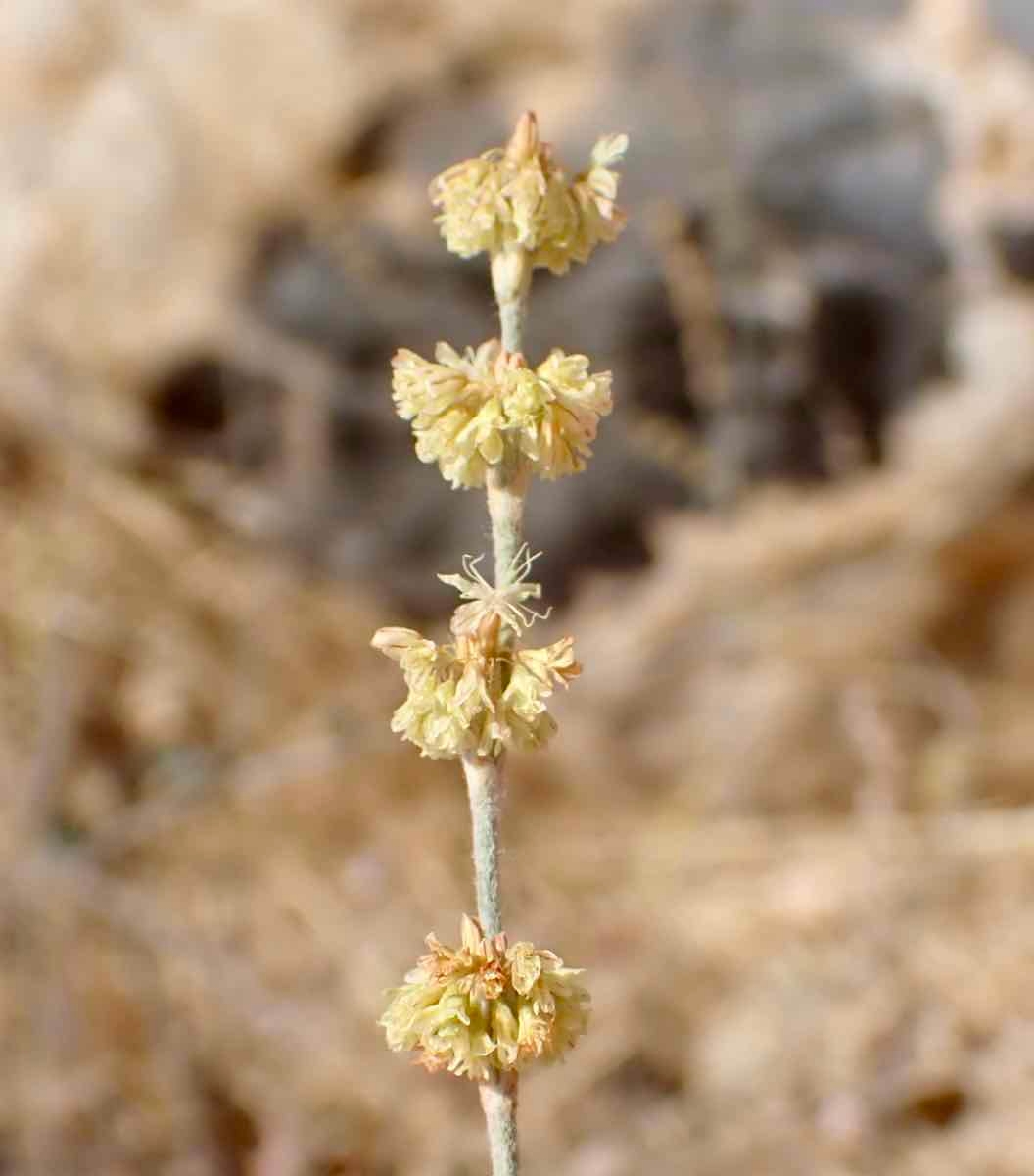 Eriogonum roseum