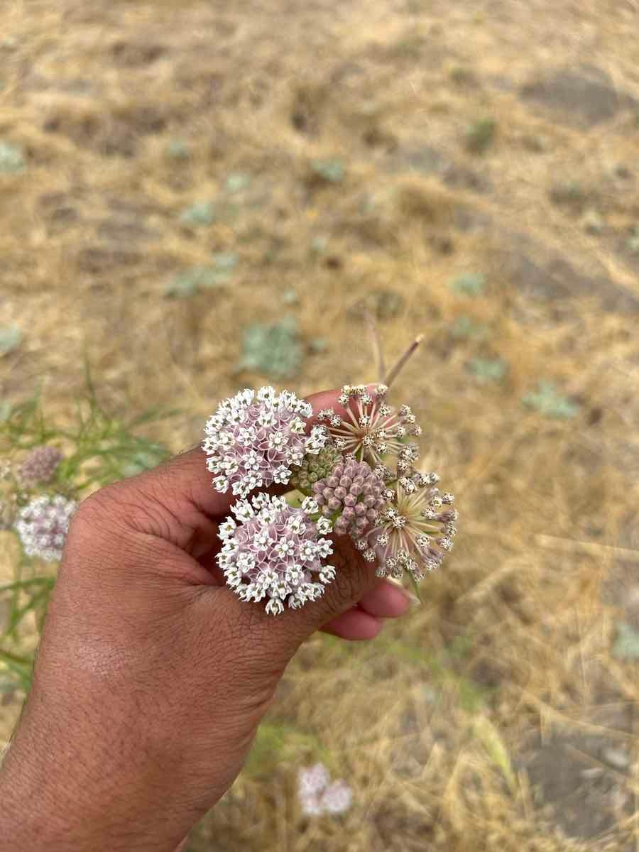 Asclepias fascicularis