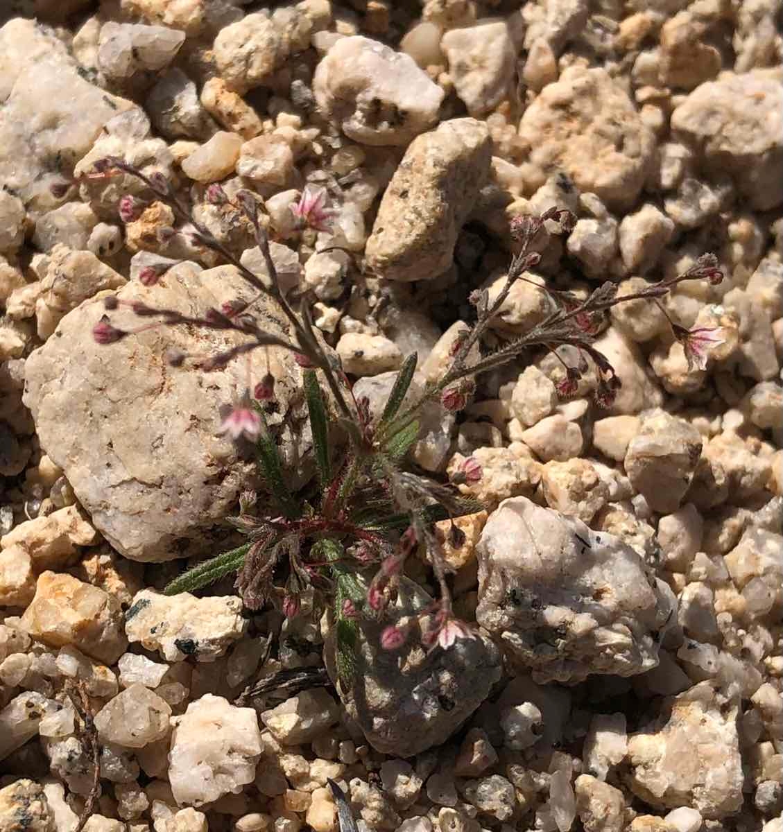 Eriogonum spergulinum var. pratense