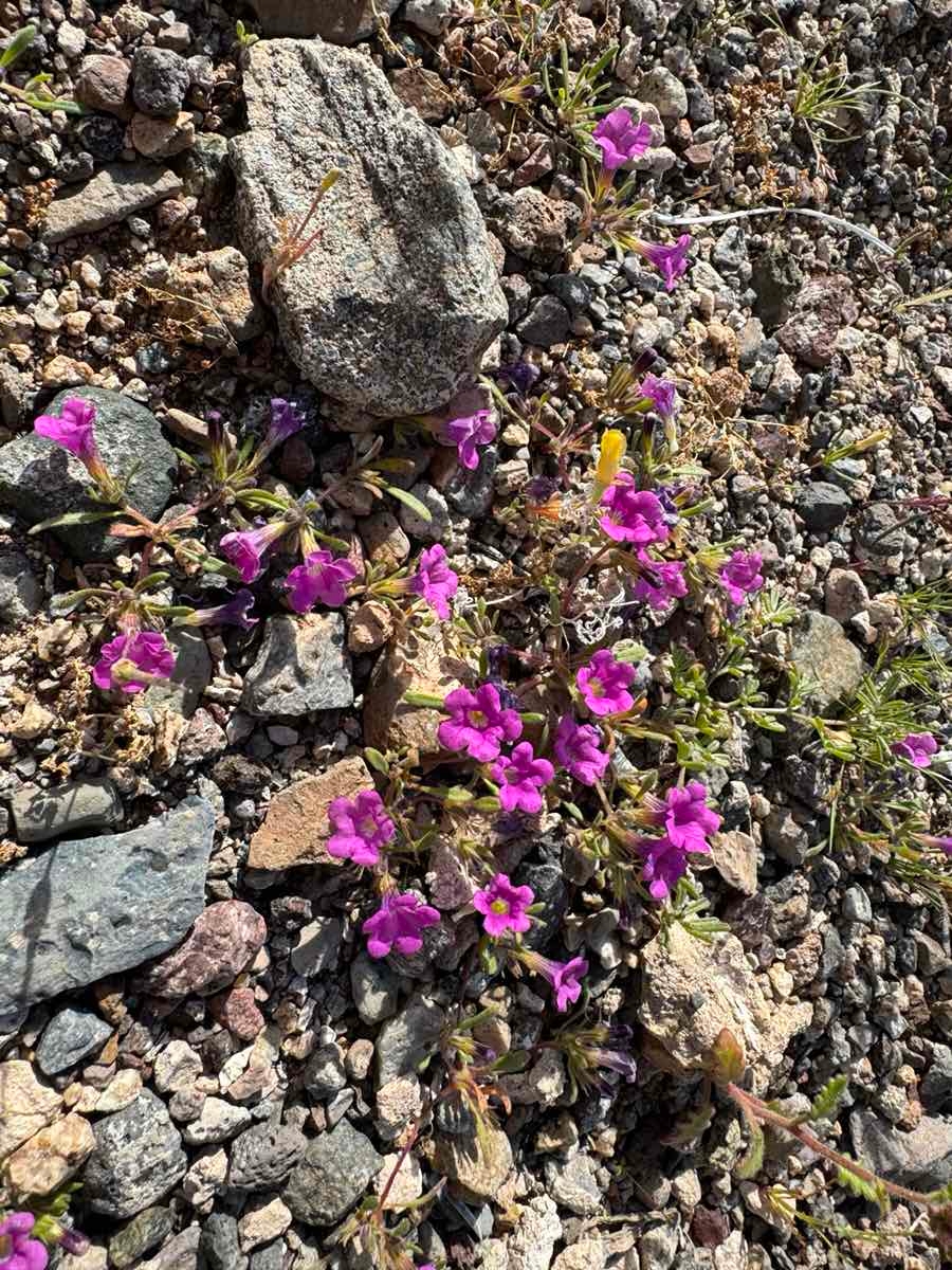 Nama aretioides var. multiflora