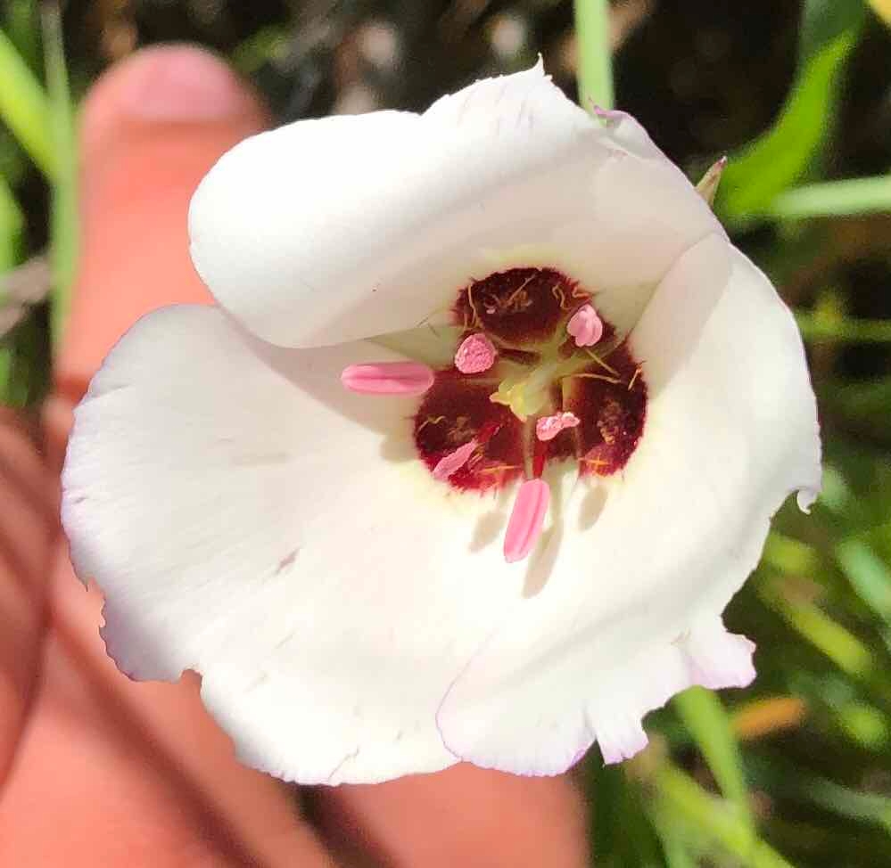 Calochortus catalinae