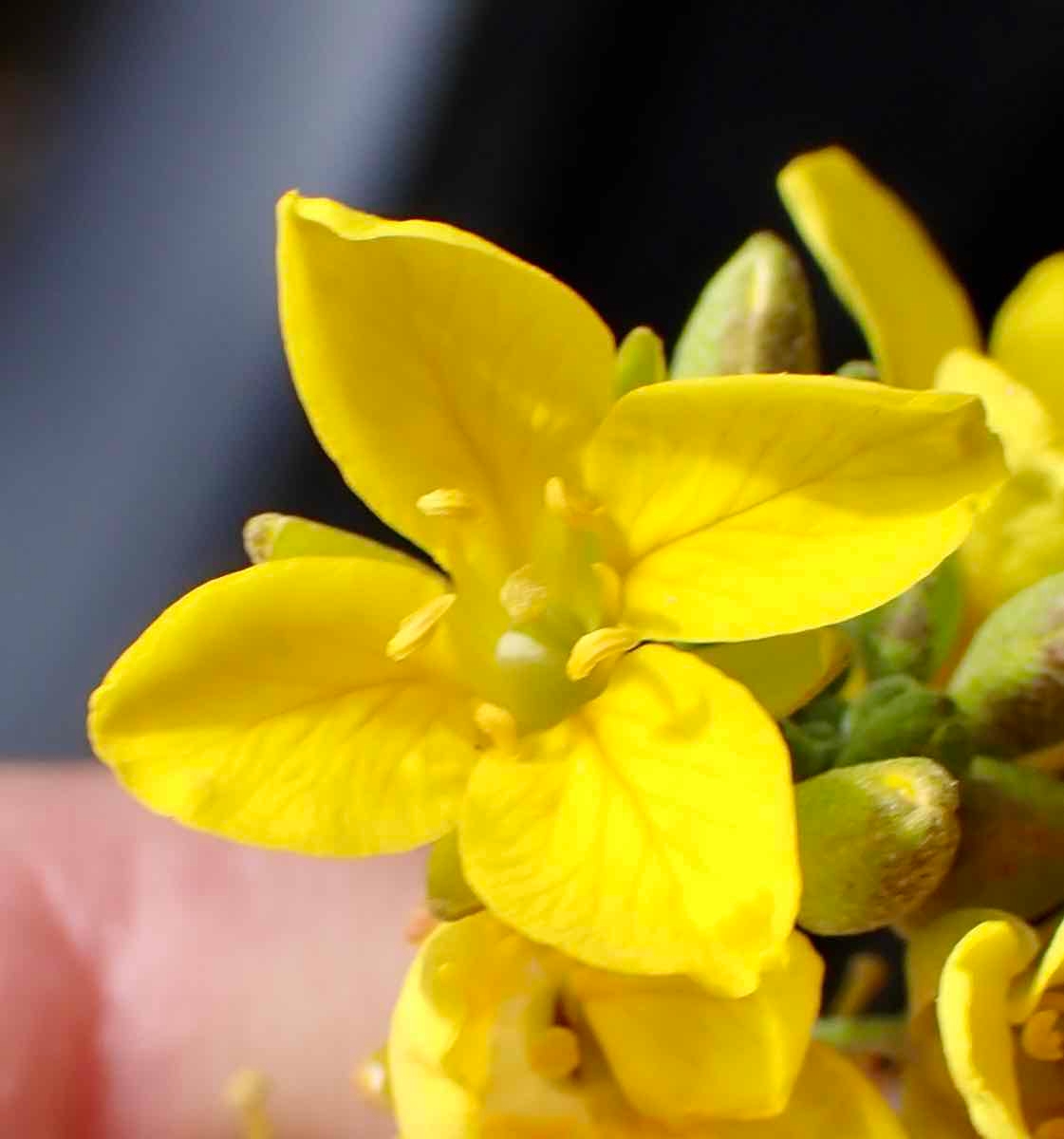 Physaria tenella