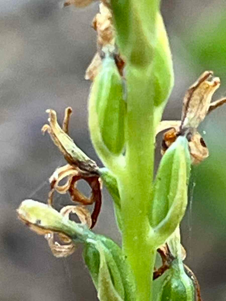 Piperia yadonii