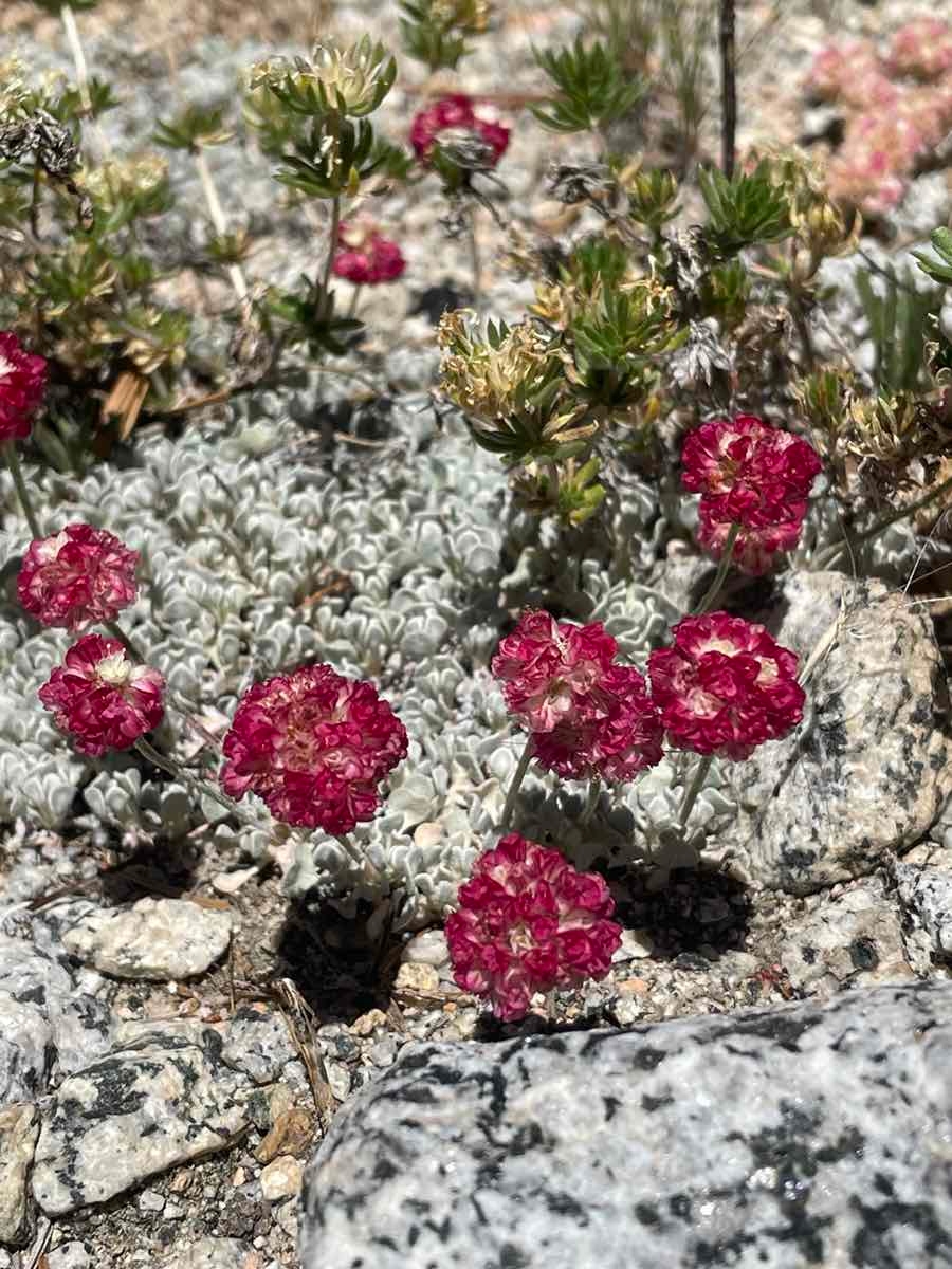 Eriogonum ovalifolium var. nivale