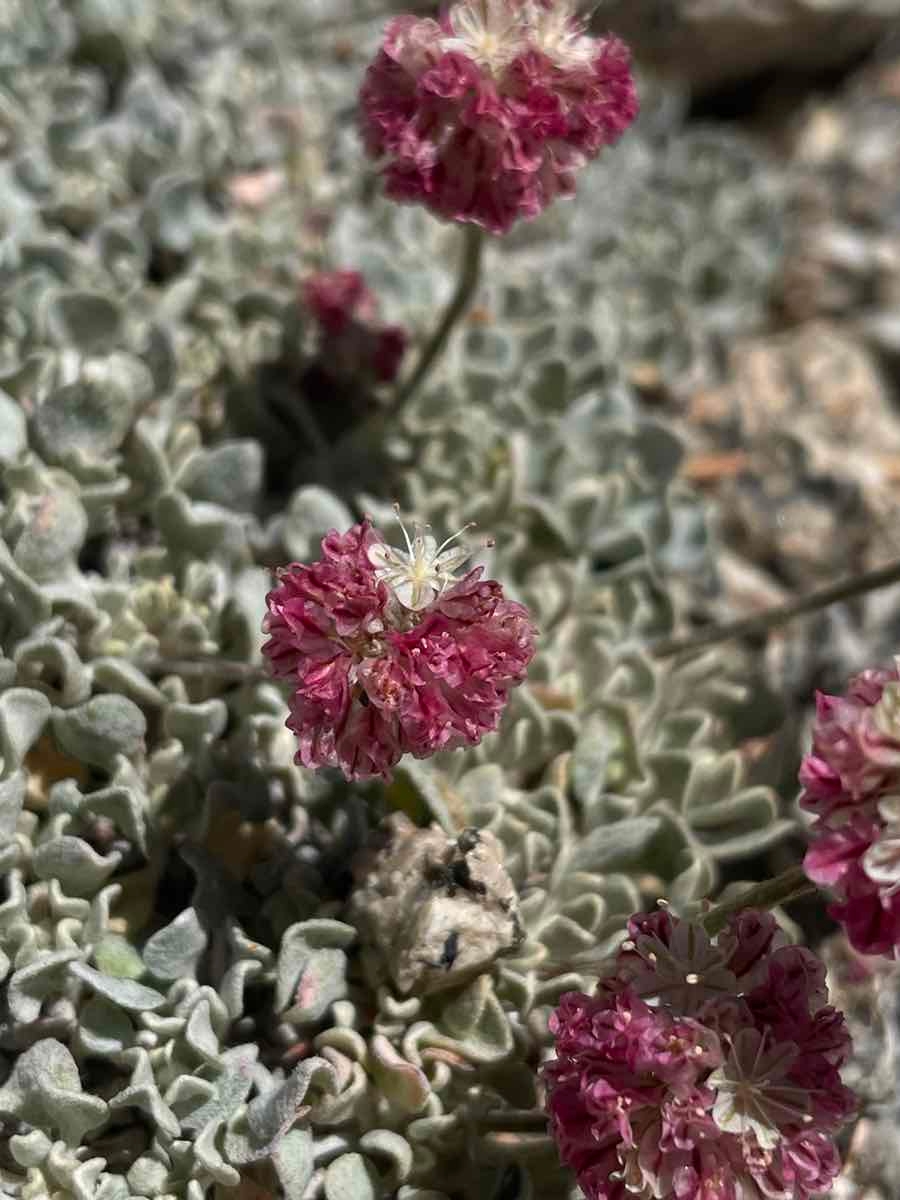 Eriogonum ovalifolium var. nivale