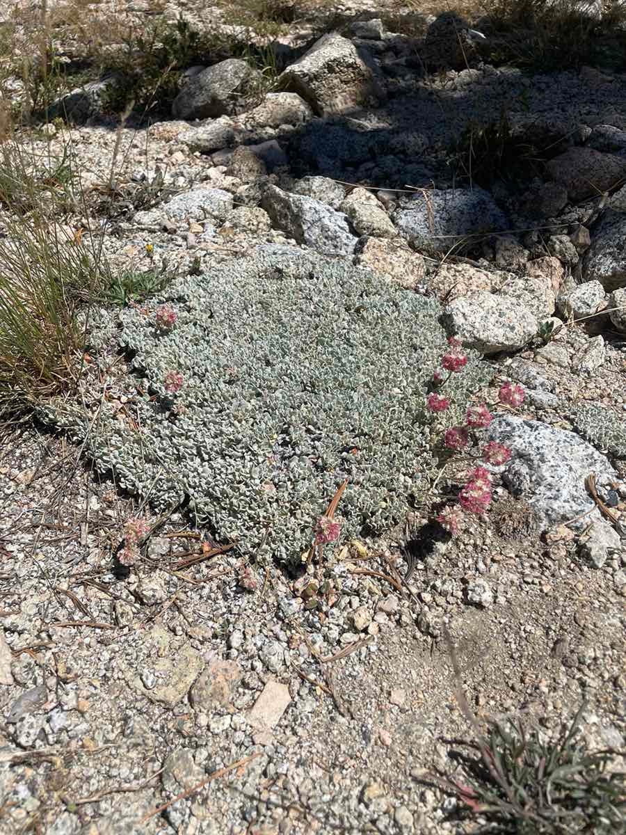 Eriogonum ovalifolium var. nivale