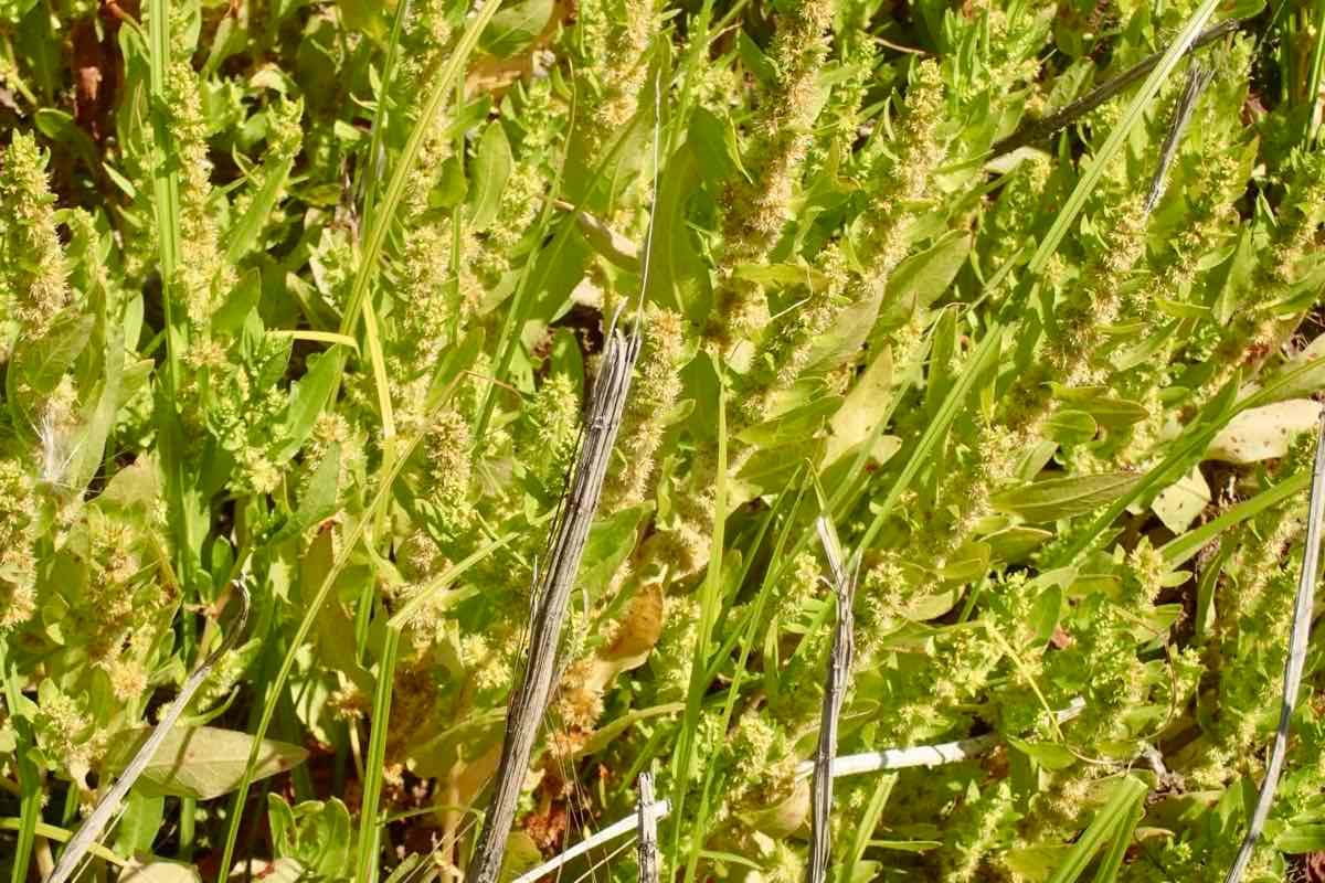 Rumex fueginus