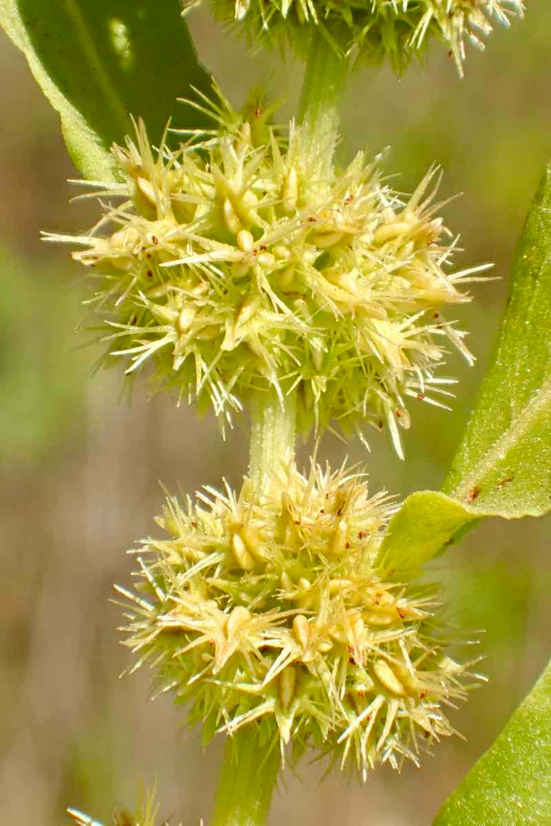 Rumex fueginus