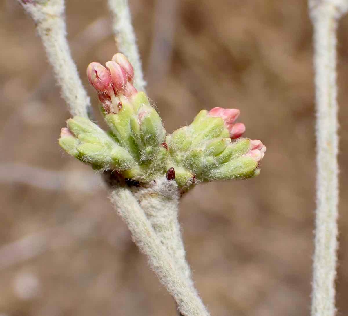 Eriogonum nudum var. regirivum