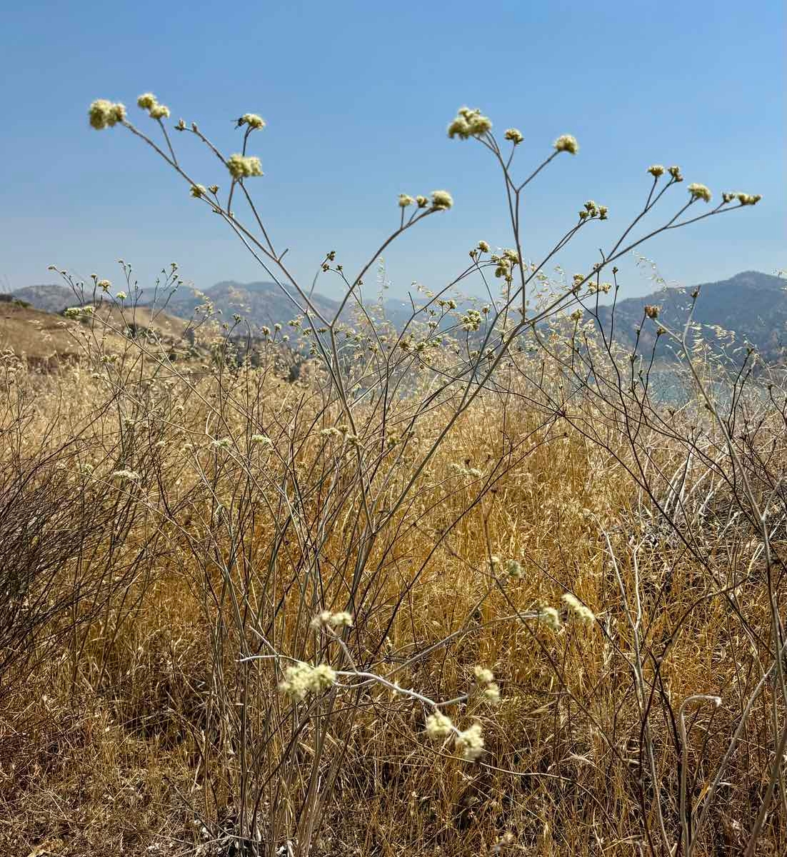 Eriogonum nudum var. regirivum