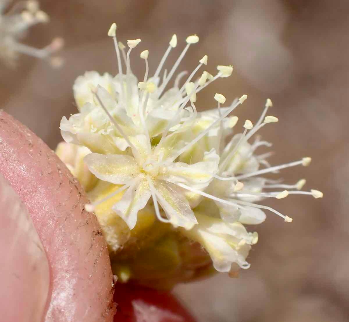 Eriogonum nudum var. regirivum