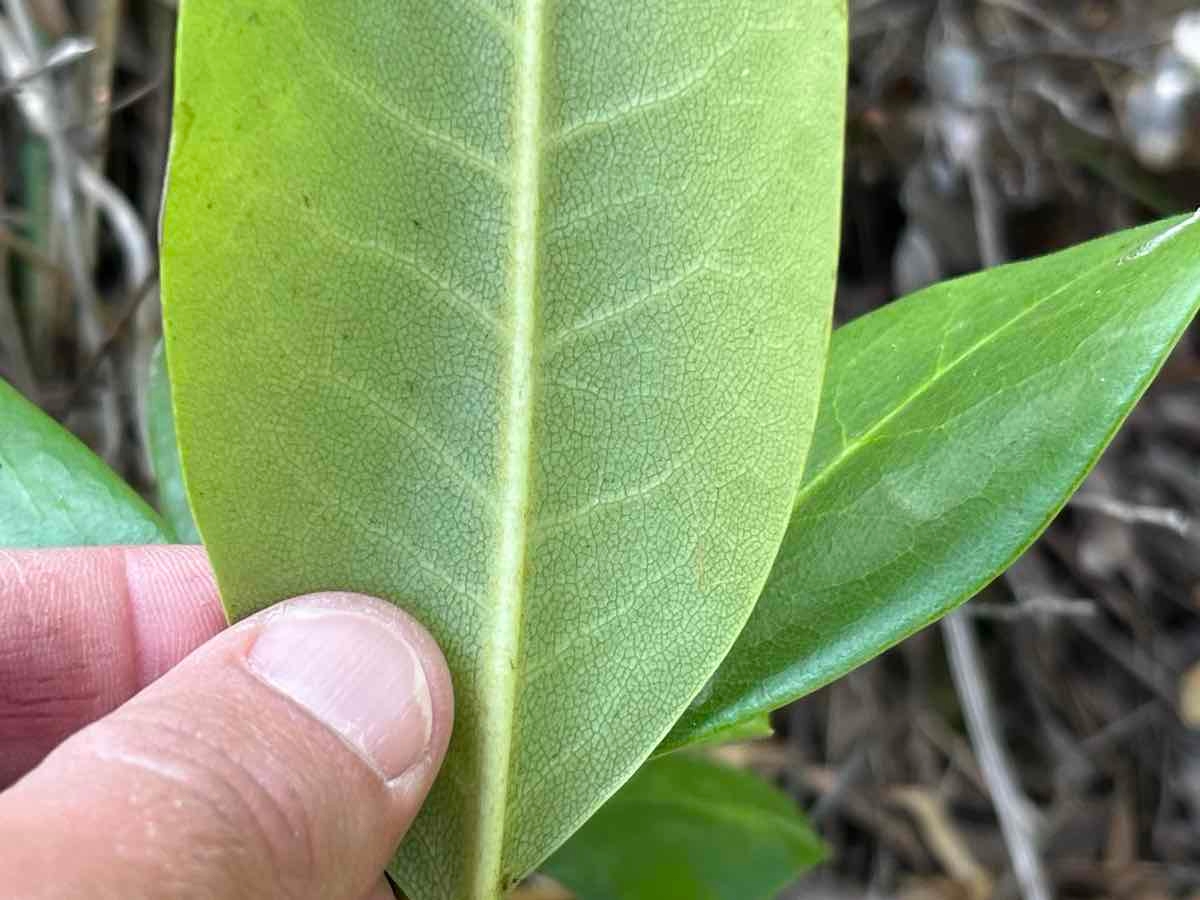 Rhododendron macrophyllum