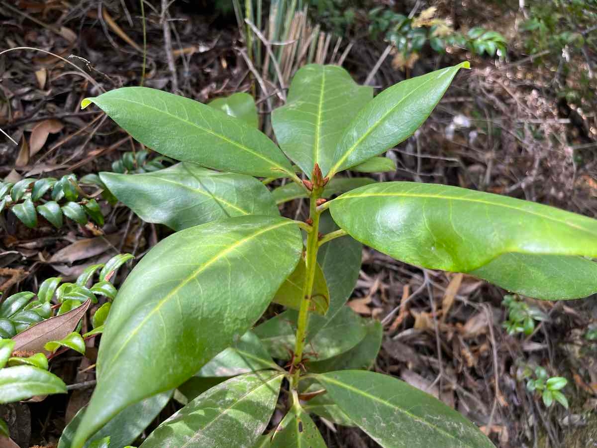 Rhododendron macrophyllum